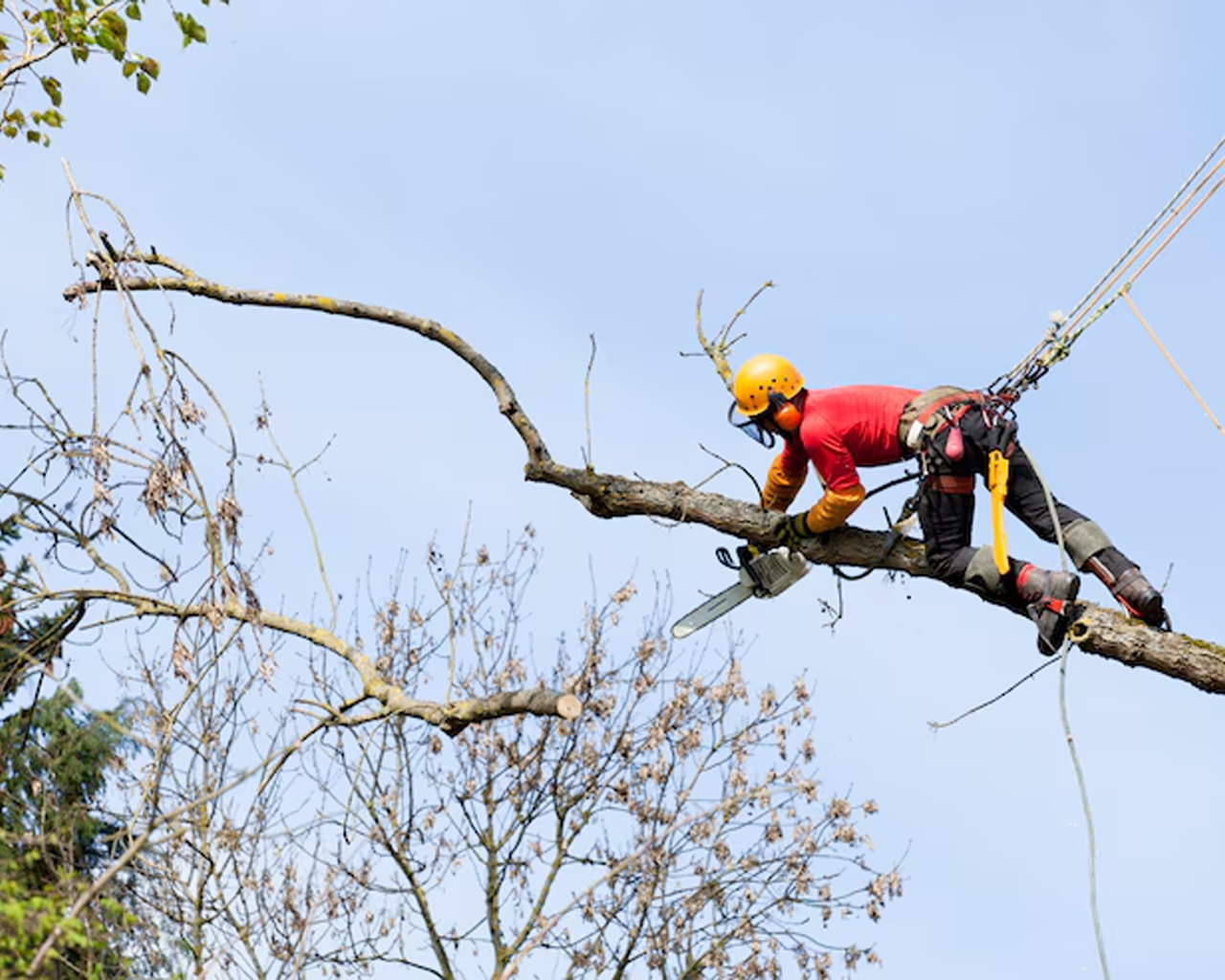AAA Tree & Landscaping gallery 4