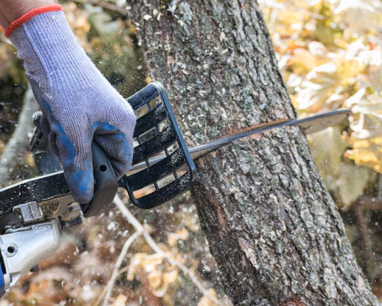 AAA Tree & Landscaping gallery 5